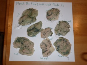 Matched up fossils