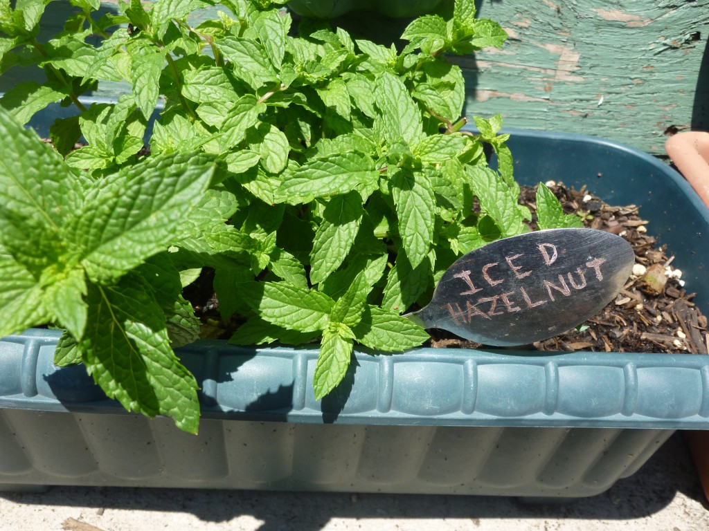 Mint plant varieties reviewThora�s Blog