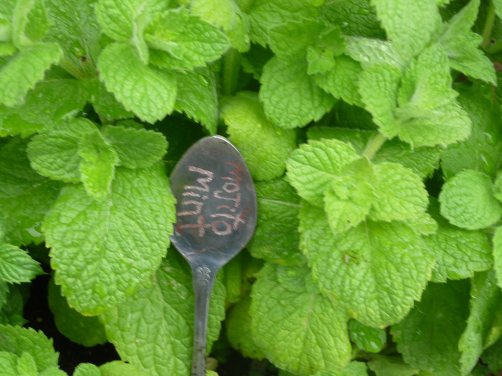 Mint plant varieties reviewThora's Blog