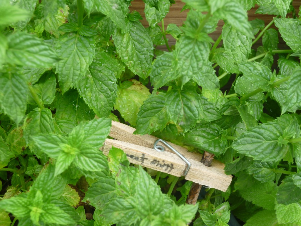 Mint plant varieties reviewThora's Blog