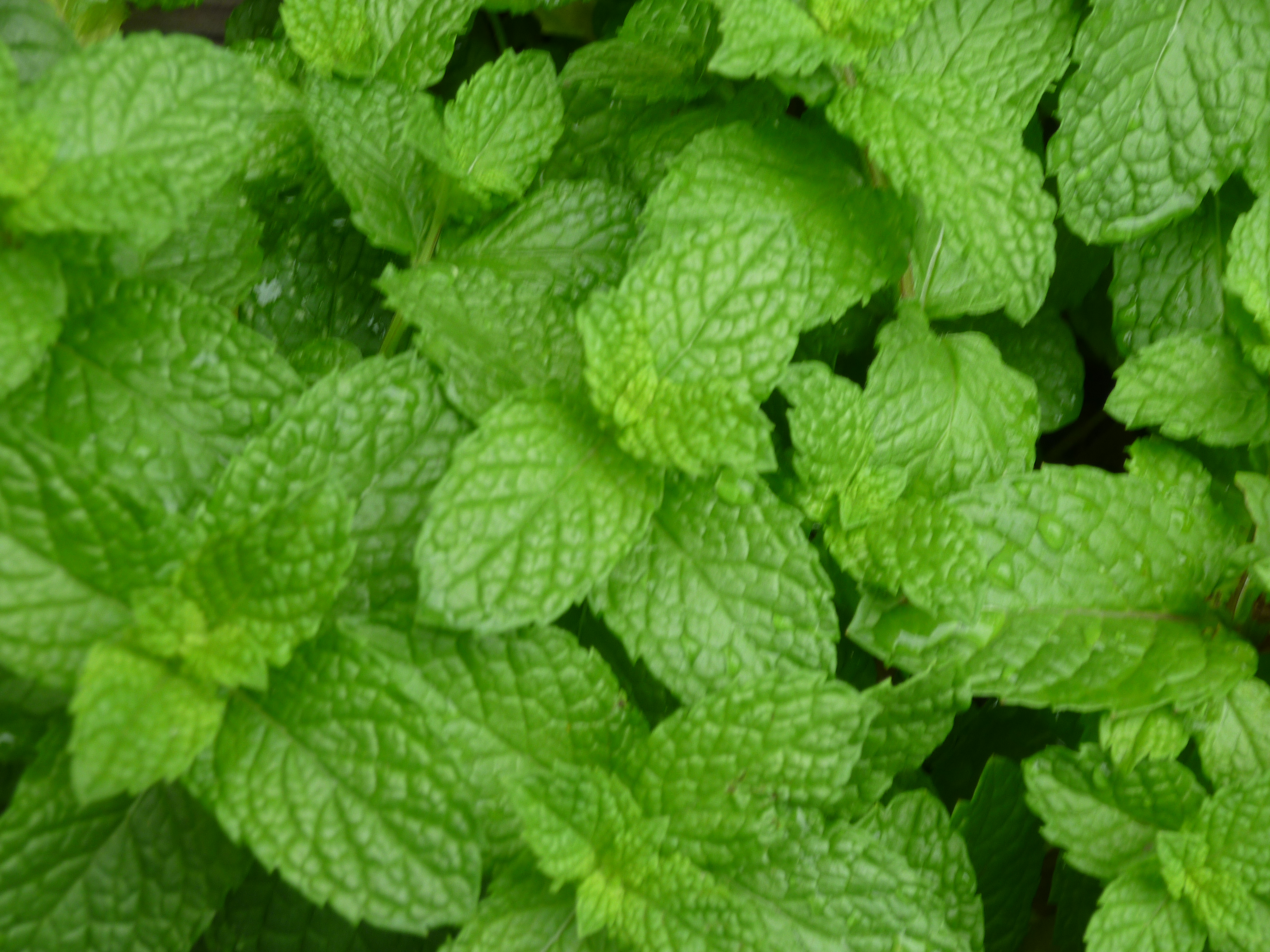 mint-varieties-thora-s-blog