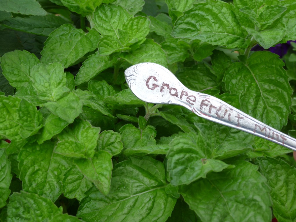 Mint plant varieties reviewThora's Blog