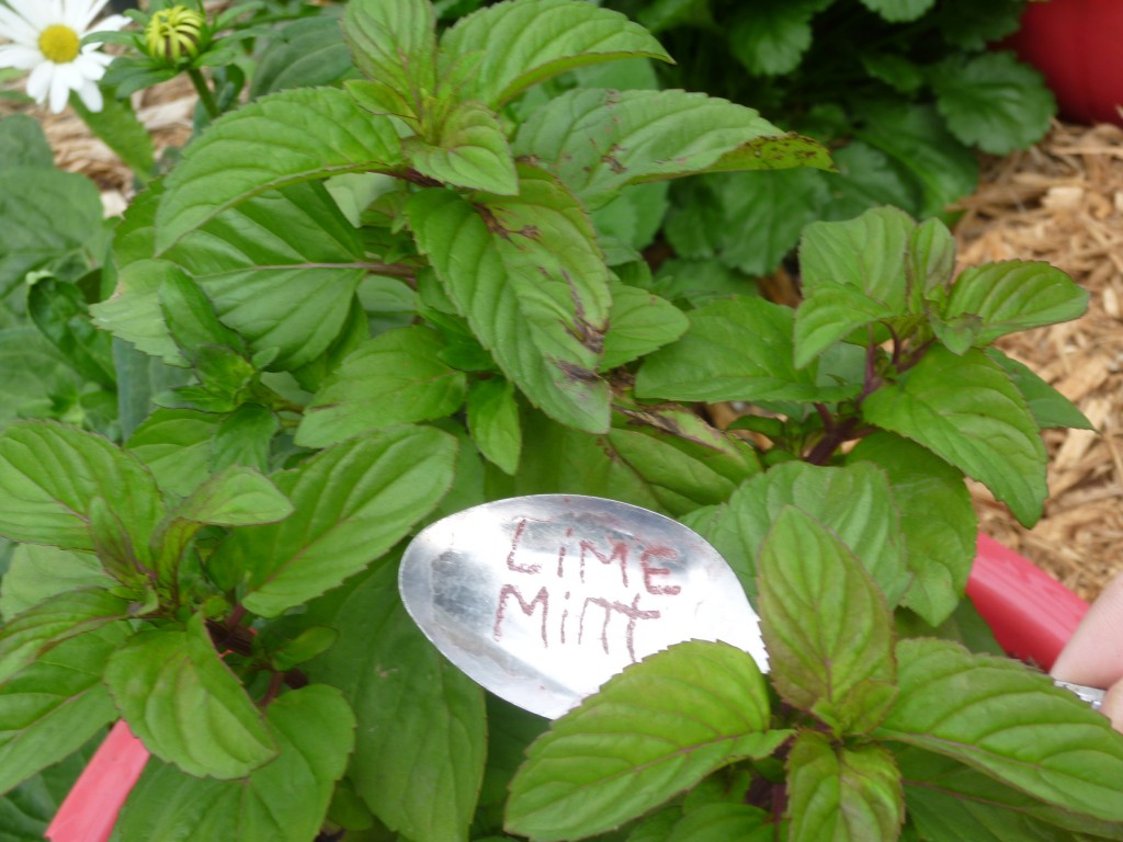 Mint plant varieties reviewThora's Blog