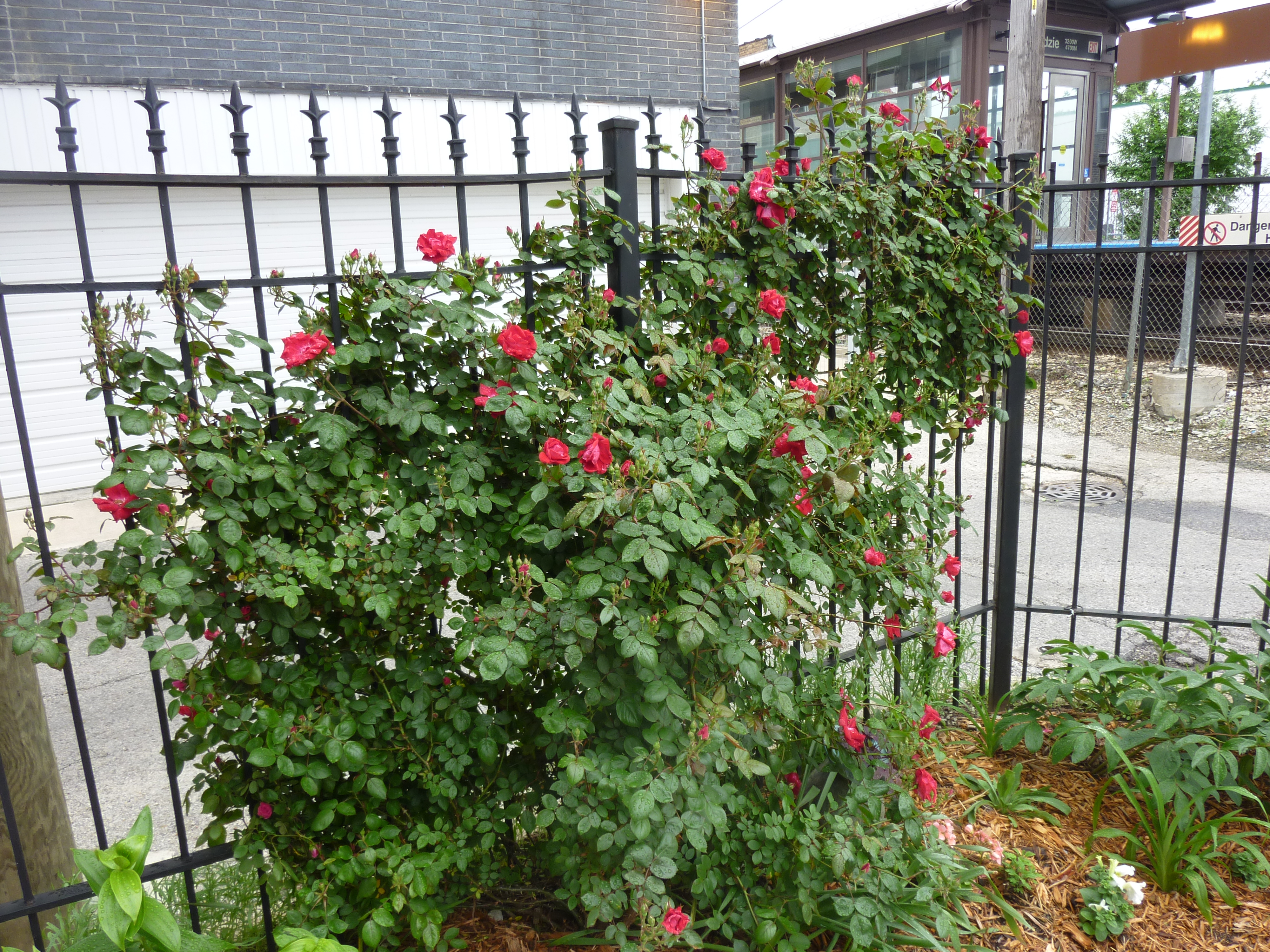Rose bush before pruning