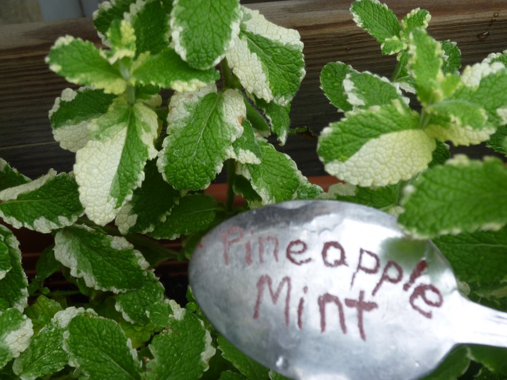 Mint Varieties Thora's Blog