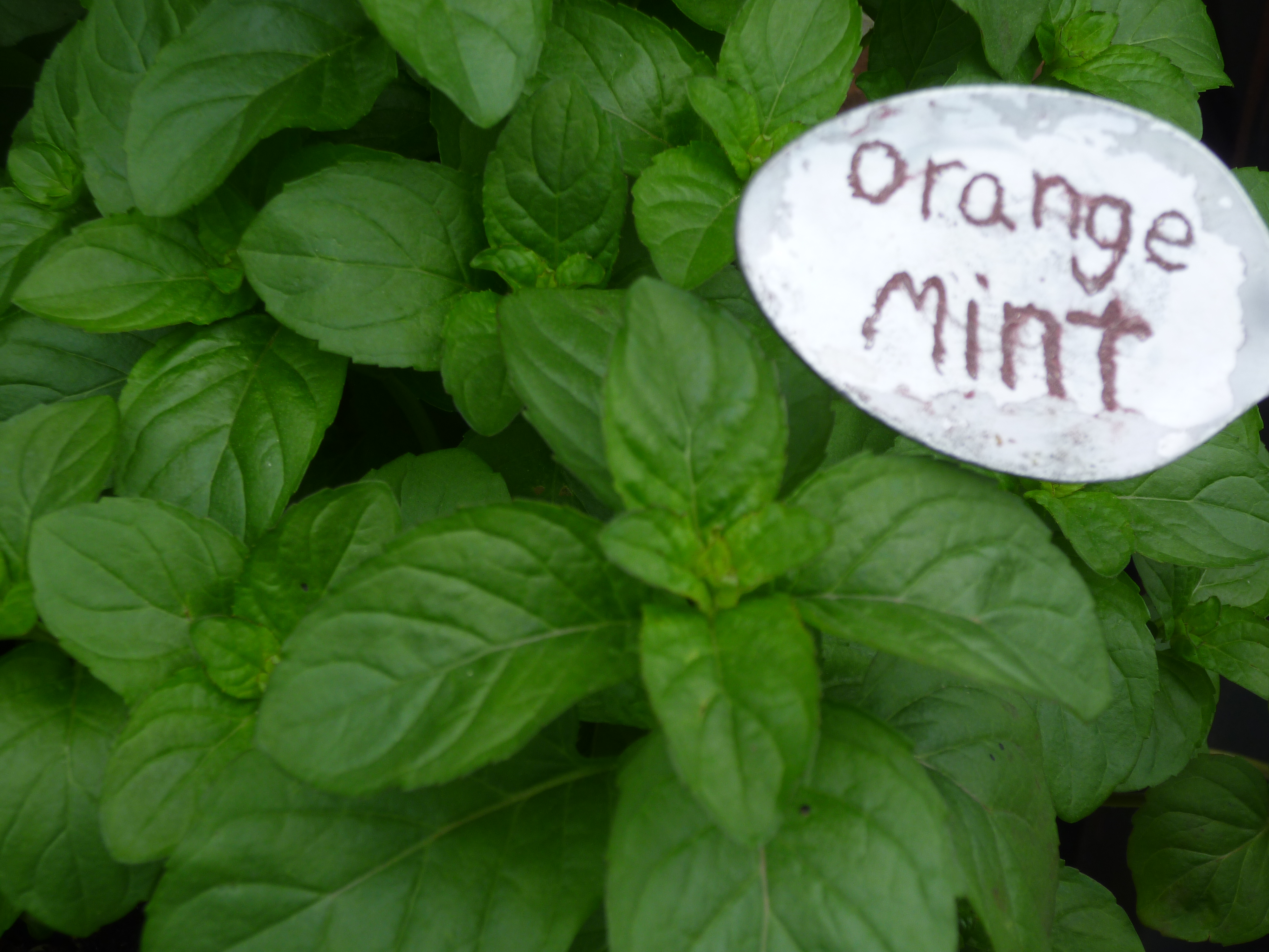Orange Mint