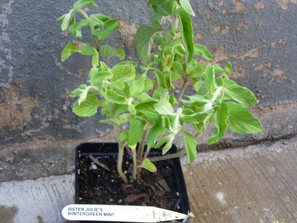 Wintergreen Mint Thora's Blog